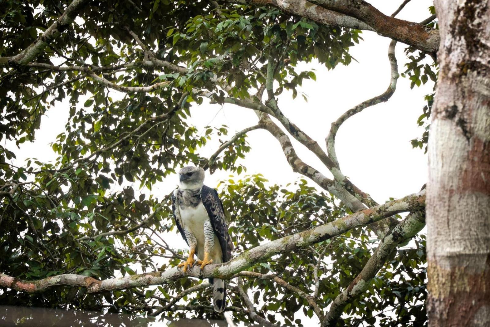Pousada Paraiso Do Calango Azul Presidente Figueiredo Ngoại thất bức ảnh