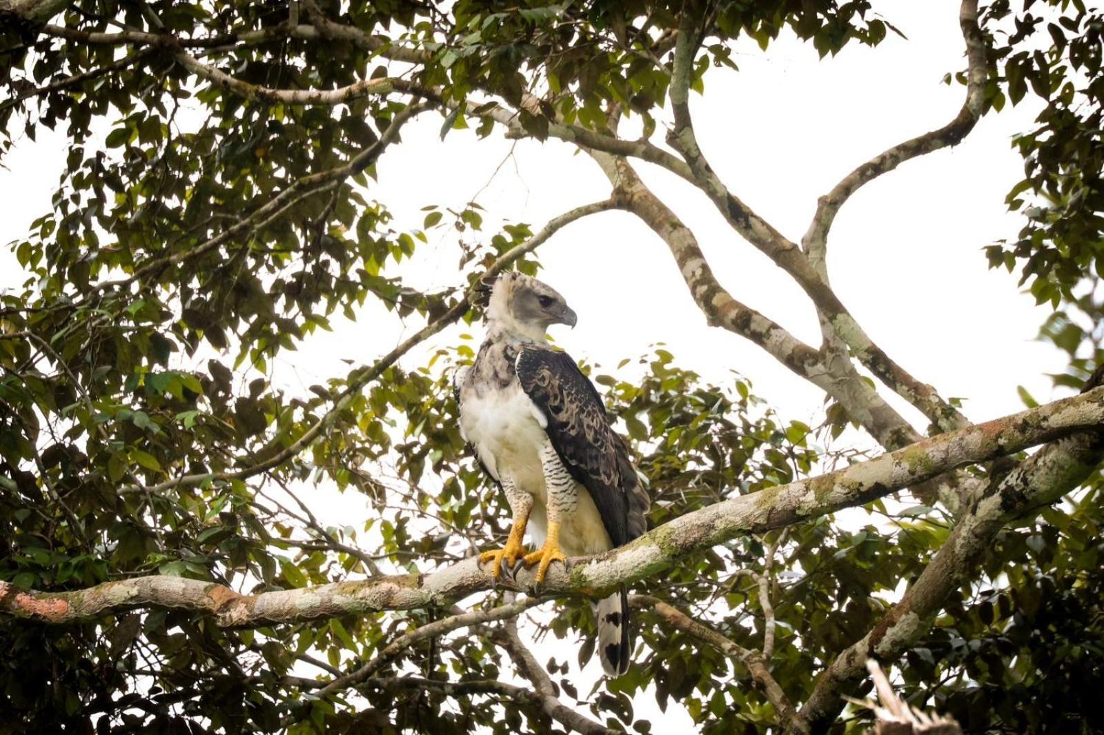 Pousada Paraiso Do Calango Azul Presidente Figueiredo Ngoại thất bức ảnh