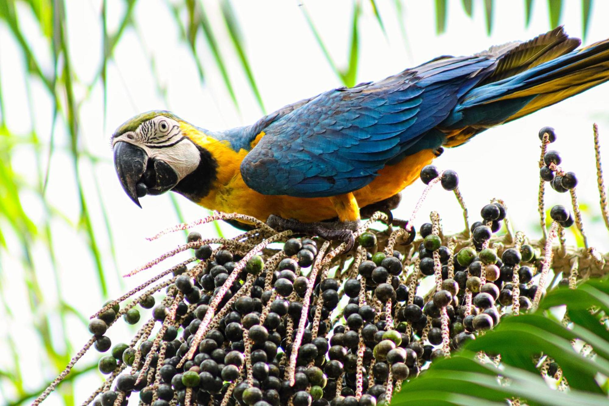 Pousada Paraiso Do Calango Azul Presidente Figueiredo Ngoại thất bức ảnh